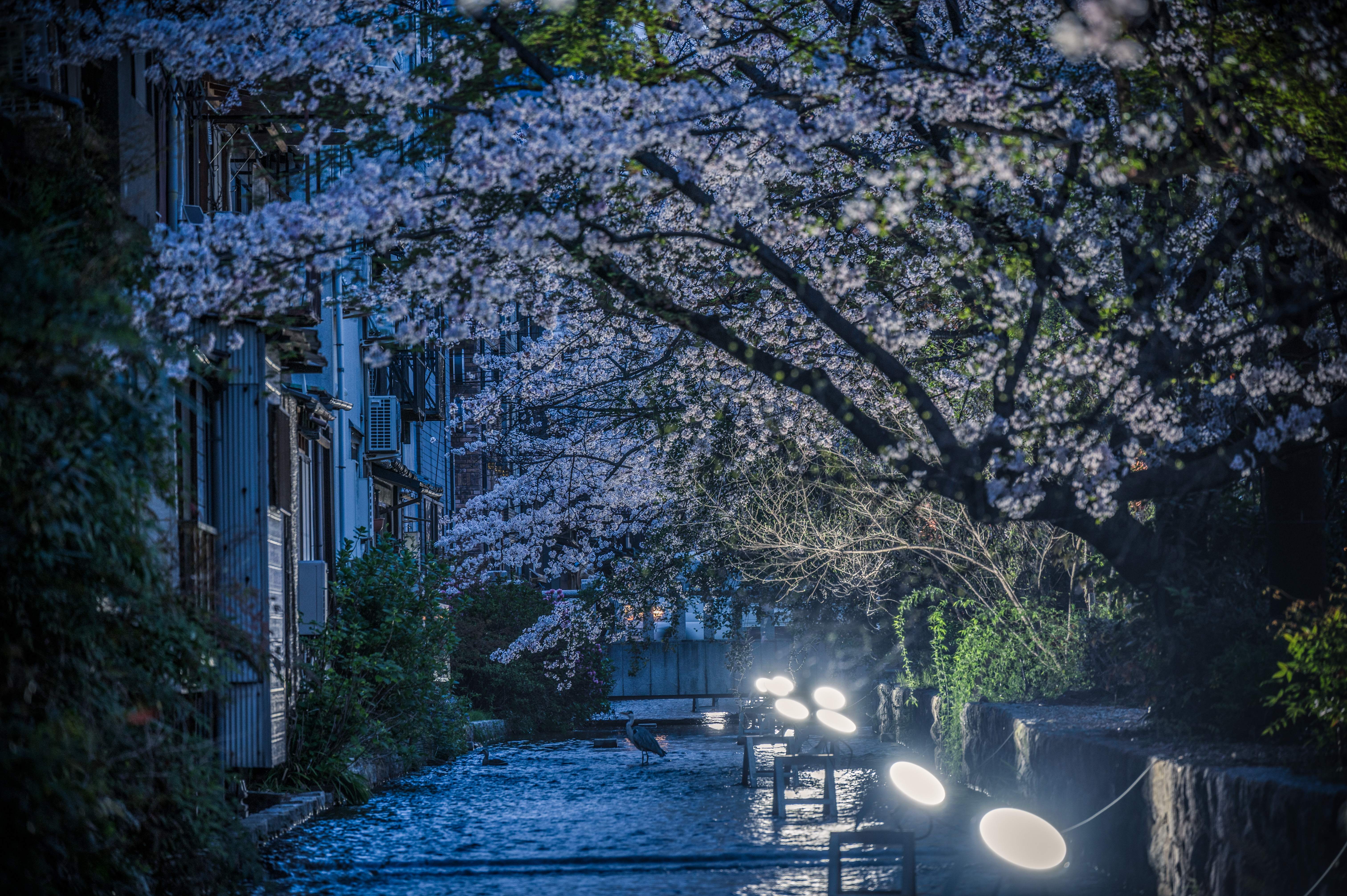 Takasegawa cherry blossom trail — 5 seconds from Kabaya House
